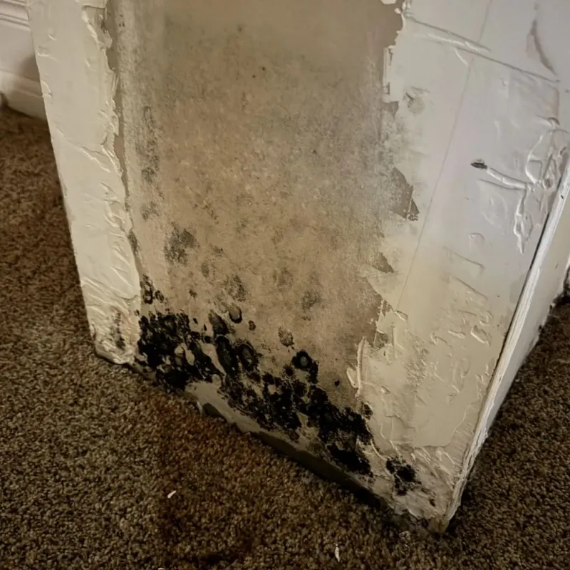 Professional Mold Removal in Revere, MA